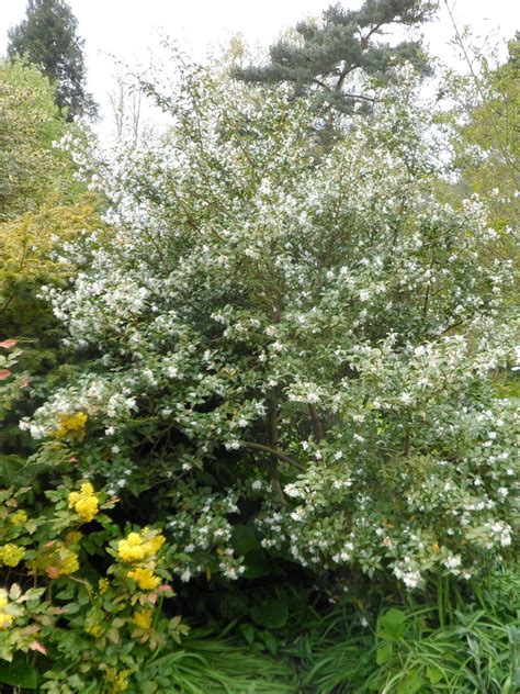 Osmanthus X Burkwoodii Beth Chattos Plants And Gardens