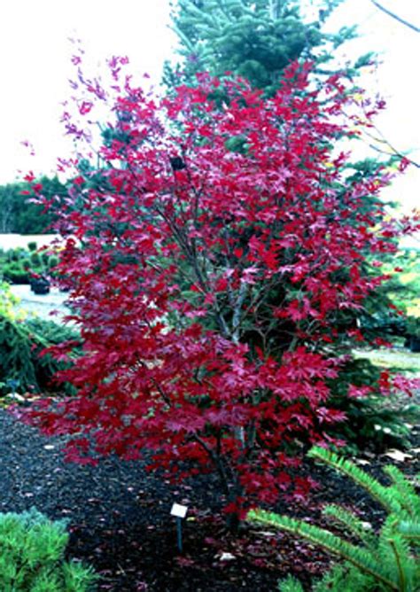 Acer Palmatum Fireglow Japanese Maple Tree Kigi Nursery