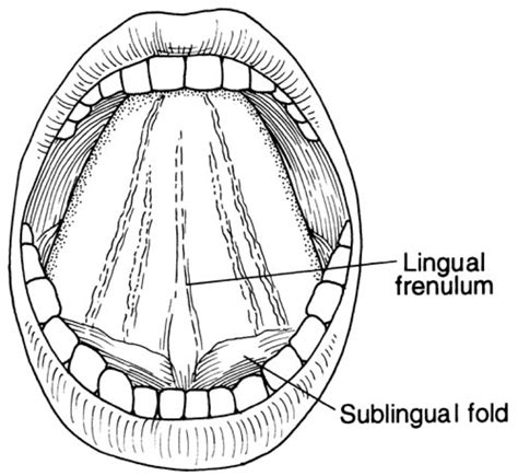 Cds 227 Oral Cavity Diagram Quizlet