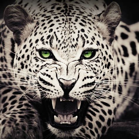 10 Best Black And White Leopard Wallpaper Full Hd 1920×1080 For Pc