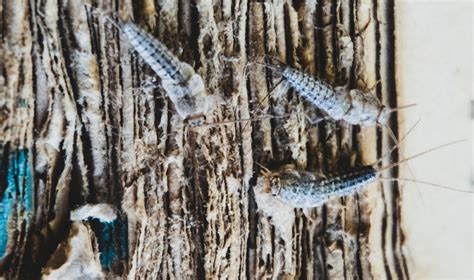 Wer nicht mit den silbrig schimmernden insekten wohnen und sie stattdessen loswerden möchte sollte verschiedene tipps und möglichkeiten ausprobieren und zuerst mit. Silberfische: 5 Hausmittel, die wirklich helfen!