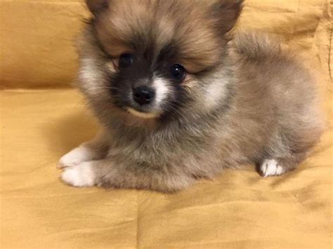 › oregon puppies for sale classifieds. Cute AKC Pomeranian Puppies for Adoption for Sale in Eugene, Oregon Classified | AmericanListed.com