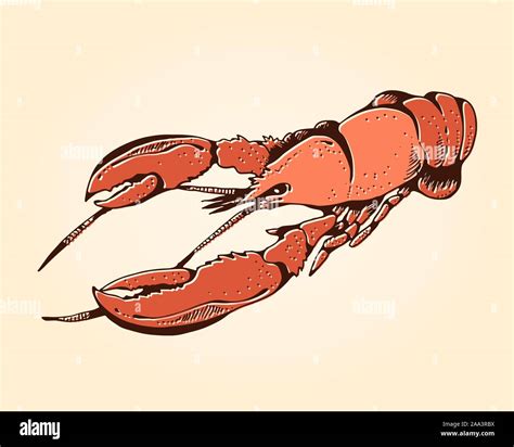 Lobster Hand Drawn Vector Illustration Seafood Color Isolated On Beige