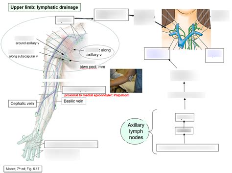 Upper Limb Lymphatic Drainage Diagram Quizlet