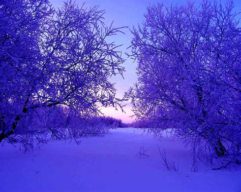 Download Wallpaper 1280x1024 Winter Trees Snow Snowdrifts Evening