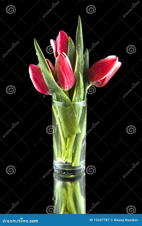 Pink Tulips In A Glass Vase Stock Image Image Of Nature Stem 13337787
