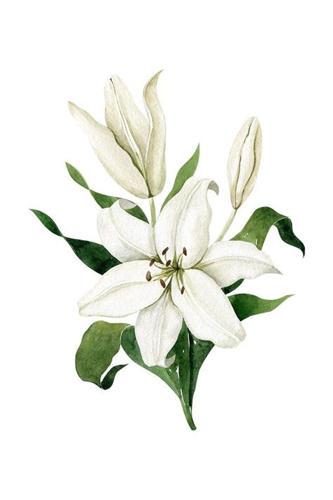White Lilies Watercolor Collection 796934 Lilies Drawing Flower