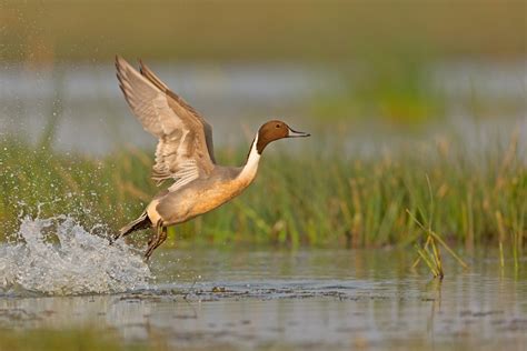 Over 68k Migratory Birds Arrive At Pong Wetland The Tribune India
