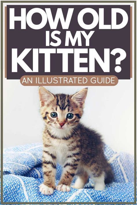 Kitten Facts And Tips Artofit