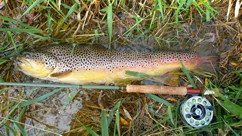 Top 5 Of 2016 Biggest And Best Brown Trout On Dry Flies