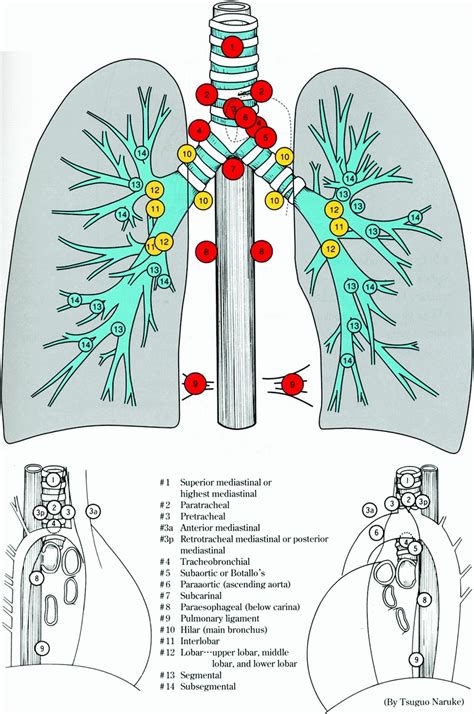 Mediastinal And Hilar Lymph Nodes