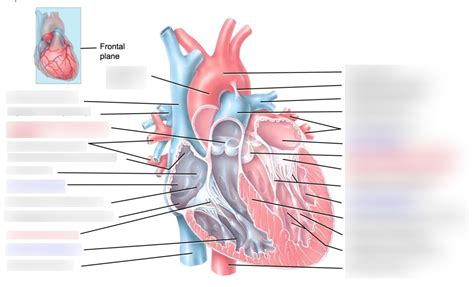 Heart Chambers Diagram Quizlet