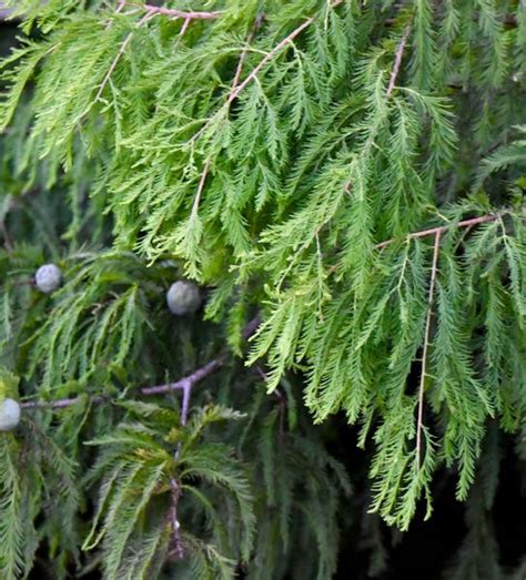 Use them in commercial designs under lifetime, perpetual & worldwide rights. Bald Cypress