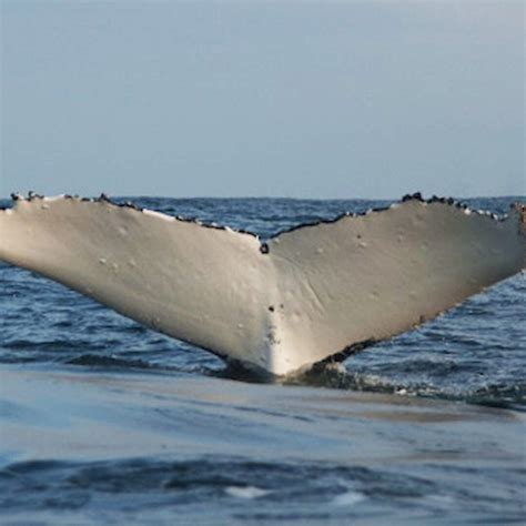 Whale Tails Tell Tales — Australian Antarctic Program News 2010