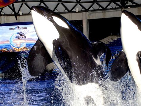 Seaworld San Antonio Hotel | Holiday Inn San Antonio SeaWorld