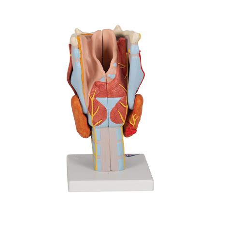 Human Larynx Model Labeled