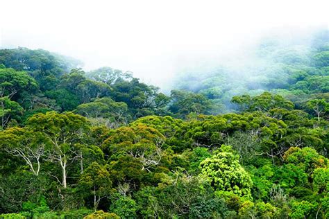 Sinharaja Rain Forest Attractions In Sri Lanka