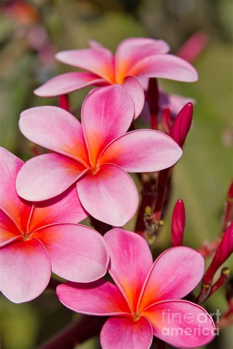 The Sonnets Of Sunset By Sharon Mau Plumeria Flowers