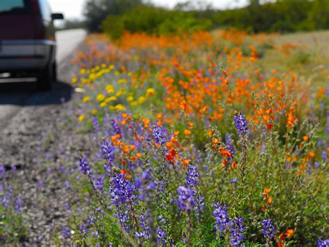10 Tips For Arizona Spring Planting Season