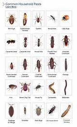 Pest Identification Uk Images