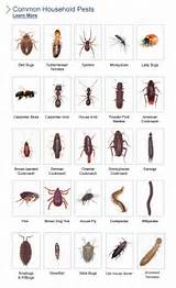Australian Termites Identifying