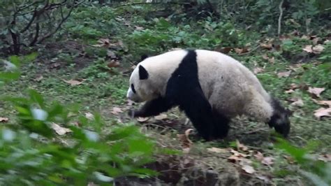 Running With Panda Cub Youtube
