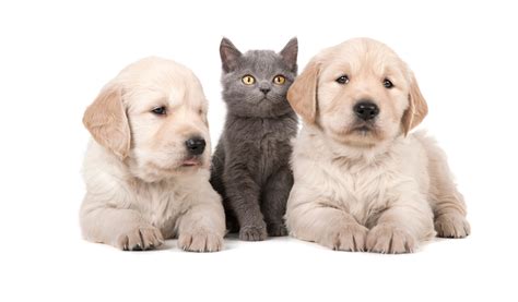 Just like kittens, puppies come in many ages, sizes, and breeds or mixes. Puppy and Kitten Care - Allcare Veterinary Hospital of PacificaAllcare Veterinary Hospital of ...