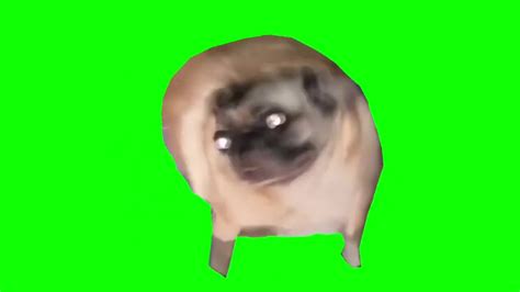 Pug Dancing Meme Green Screen 1 Minute Youtube