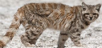 En la actualidad casi no se encuentra ganado ovino dentro de la reserva, ha quedado ganado vacuno y caballos cimarrones que sirven de alimento al cóndor andino y otras especies de fauna nativa. En la fotografía, una de las especies estudiadas ...