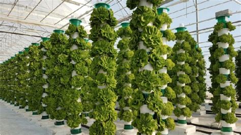 Vertical Farming The Method That Can Be Used To Produce Organic Foods