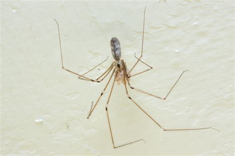 Bay Nature Are Daddy Longlegs The Most Venomous Creature On Earth