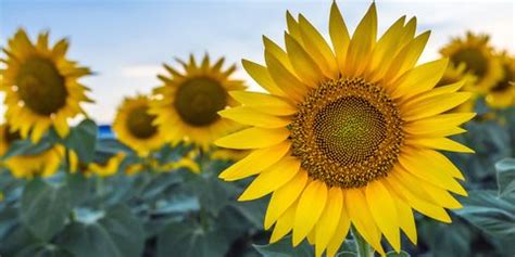 If you're searching flowers near me, you may be wondering which flower reigns supreme in terms of size. 33 Best Sunflower Fields Near Me - Top Sunflower Fields ...