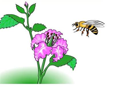 Gambar 60 Gambar Animasi Tumbuhan Bunga Cantik Power Point Terbaru Di