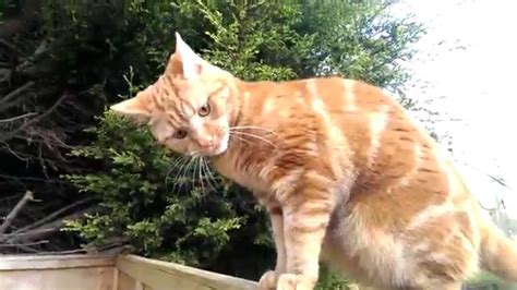 Angry Ginger Cat Vs Hand Youtube