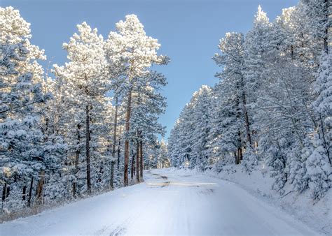 Free photo: winter forest - Year, Snowy, Ray - Free Download - Jooinn