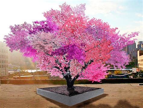 Amazing Multi Colored Tree Produces 40 Kinds Of Fruits