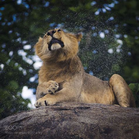 From500px — Lion Shake By Cfischerphoto Lion Wild Lion Animals