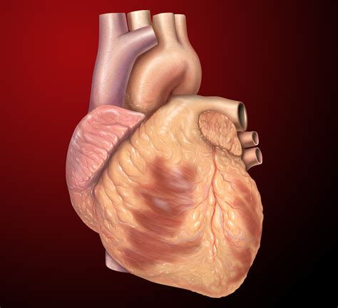 The heart starts to develop very early during 3rd week of gestation. Heart - Wikipedia
