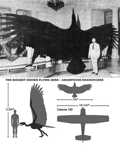 Largest Flying Bird
