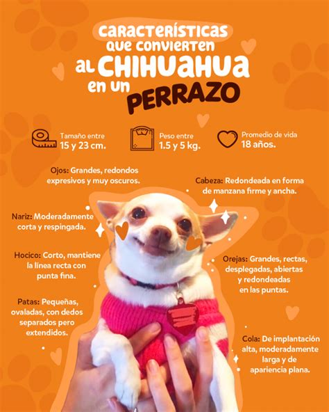 Perros Chihuahua Características Consejos Y Cuidados