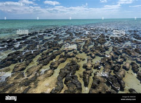 Stromatolites At Shark Bay Stock Photo Alamy