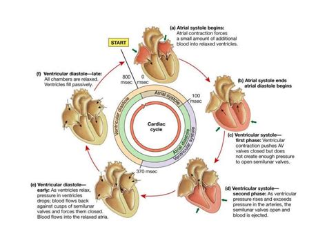 Wiggers Diagram Heart