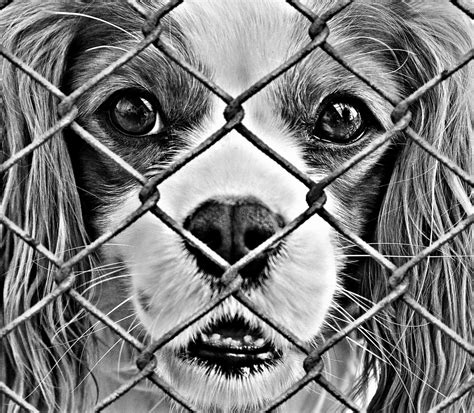 Download sad animal stock vectors. Free Images : fence, black and white, sweet, cute, charity, close up, help, sad, whiskers, art ...