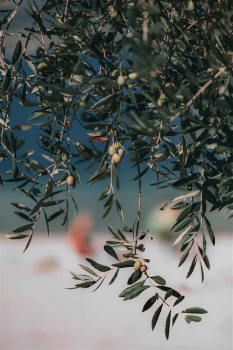 Download A Close Up Of An Olive Tree In A Sunlit Field Wallpaper