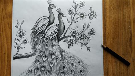Full 4K Collection Of Amazing Peacock Pencil Drawing Images Top 999