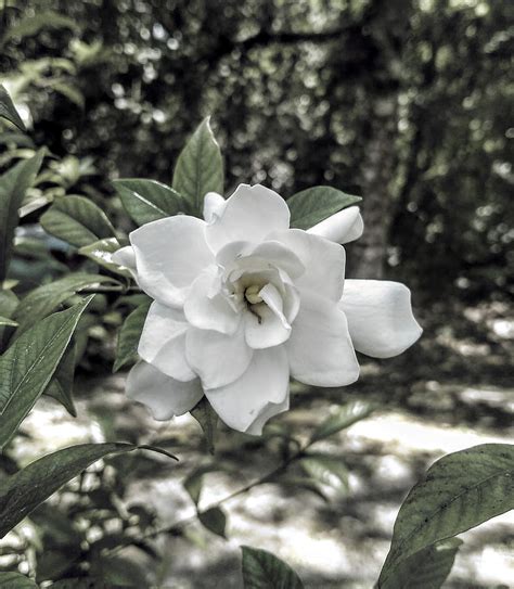 Gardenia Flowers Summer Hd Phone Wallpaper Peakpx