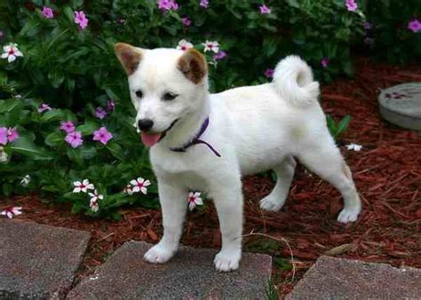 Shiba Inu Complete Dog Breed Profile Small Dog Place