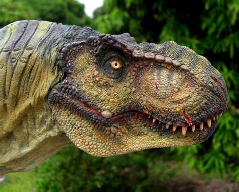 T Rex Male Tlw By Manusaurio On Deviantart Jurassic Park Poster Dinosaur Pictures Jurassic