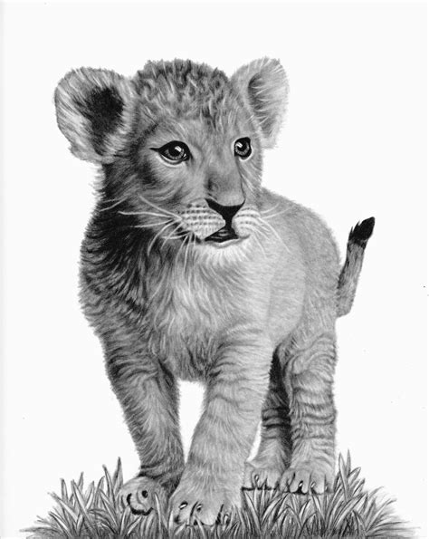 Drawing Pencil Lion Cub Pencildrawing2019