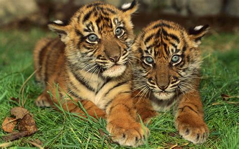 Wallpapers Of Baby Tigers Wallpapersafari